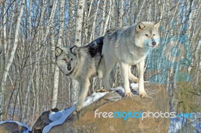 2 Gray Wolves In The Snow Stock Photo