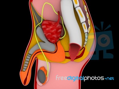 3d Anatomy Of The Male Reproductive System Stock Image