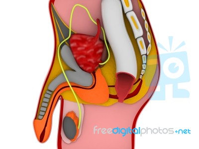 3d Anatomy Of The Male Reproductive System Stock Image