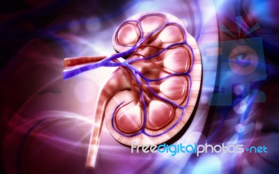 3d Digital Illustration Of  A Human Kidney Cross Section  Stock Image