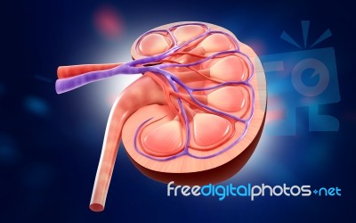 3d Digital Illustration Of  A Human Kidney Cross Section  Stock Image