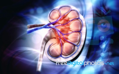 3d Digital Illustration Of  A Human Kidney Cross Section  Stock Image