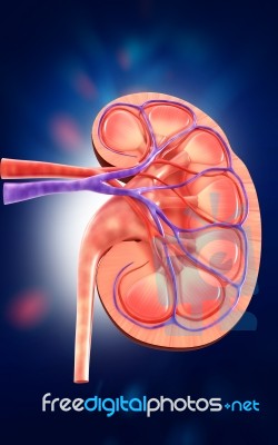 3d Digital Illustration Of  A Human Kidney Cross Section  Stock Image