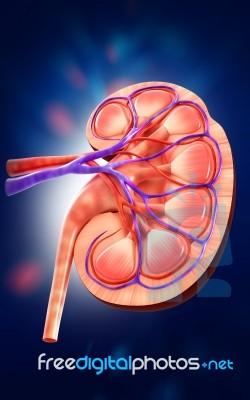 3d Digital Illustration Of  A Human Kidney Cross Section  Stock Image