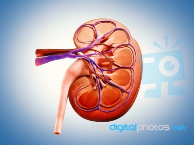 3d Digital Illustration Of  A Human Kidney Cross Section  Stock Image