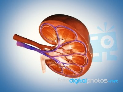 3d Digital Illustration Of  A Human Kidney Cross Section  Stock Image