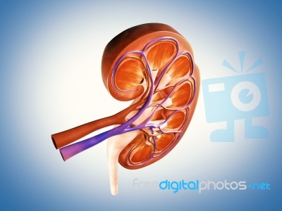 3d Digital Illustration Of  A Human Kidney Cross Section  Stock Image