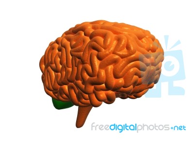 3d Human Brain Stock Image