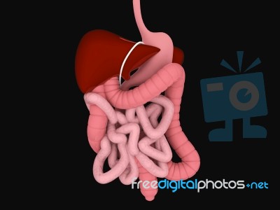 3d Human Digestive System Stock Image