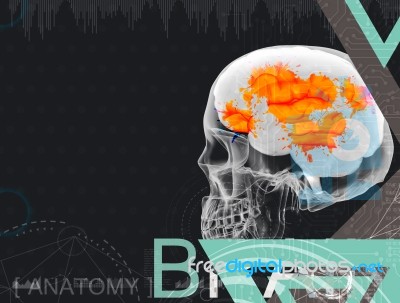 3d Illustration Of Human Brain By X- Ray On Background Stock Image