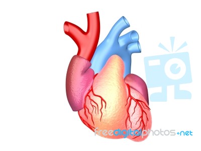 3d Illustration Of Human Heart Stock Image