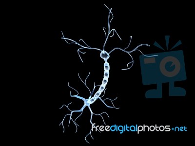 3d  Illustration Of Nerve Cell Stock Image