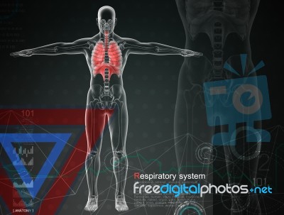 3d Illustration Of  Respiratory System By X-rays On Background Stock Image