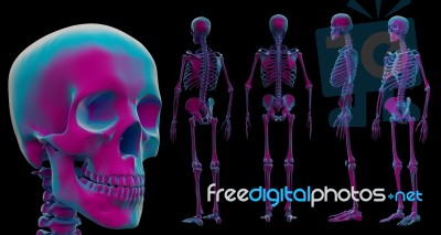3d Illustration Of Skeleton By X-rays On Background Stock Image