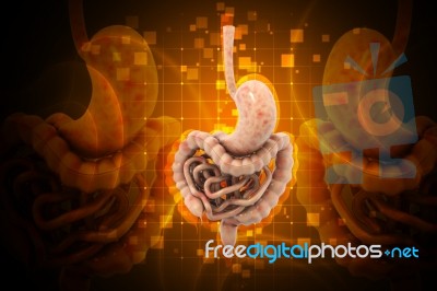 3d Illustration Of Stomach Stock Image