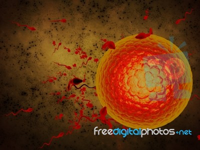 3d Illustration Sperm And Egg Cell Stock Image