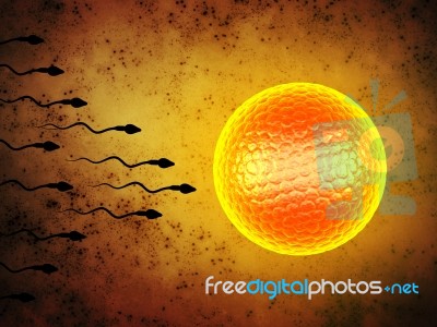 3d Illustration Sperm And Egg Cell Stock Image