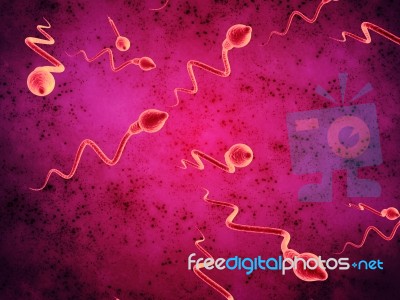 3d Illustration Sperm Approaching Egg Cell Stock Image