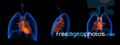 3d Medical Illustration - Lungs With Visible Heart Stock Image