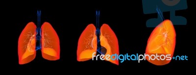 3d Render Illustration Of The Lung Stock Image