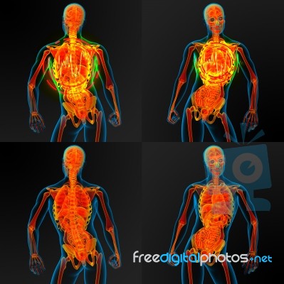 3d Render Illustration Of The Male Anatomy Stock Image