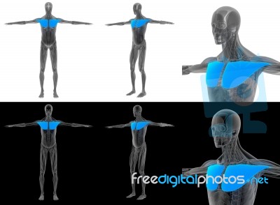 3d Render Illustration Of The Pectoralis Major Stock Image