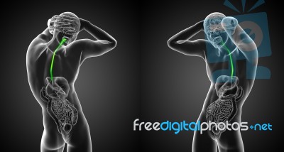 3d Render Medical Illustration Of The Esophagus Stock Image