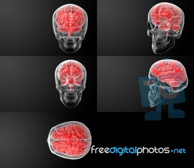 3d Render Of The Human Brain X Ray Stock Image