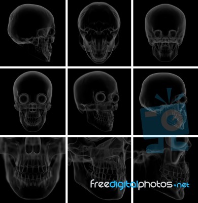 3d Render Skull On  Background Stock Image