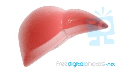 3d Rendered Human Liver Stock Image