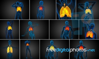 3d Rendered Illustration Of The Respiratort System Stock Image