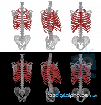 3d Rendered Illustration Of The Rib Cage Stock Image
