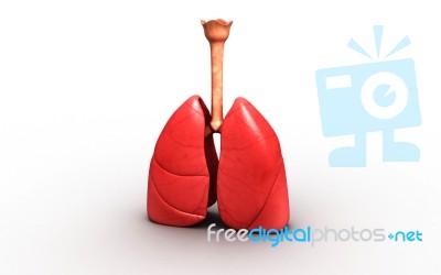 3d Rendered Lungs Stock Image