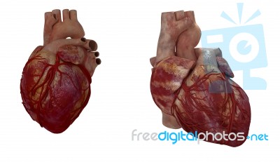 3d Rendered Medical Illustration Of A Human Heart Stock Image