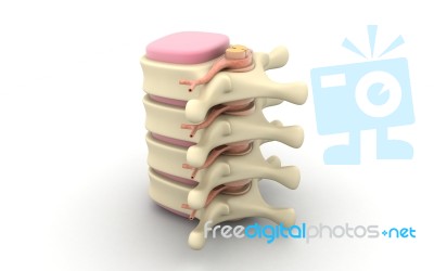 3d Rendered Of Illustration - Human Spine Stock Image