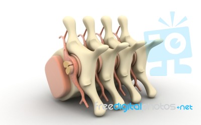 3d Rendered Of Illustration - Human Spine Stock Image