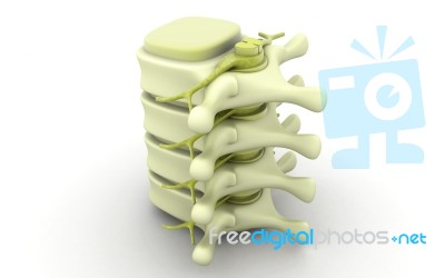 3d Rendered Of Illustration - Human Spine Stock Image