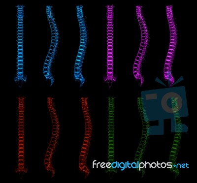 3d Rendered Of The Illustration - Human Spine Stock Image