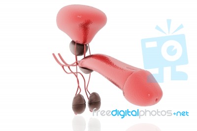 3d Rendered Penis Stock Image