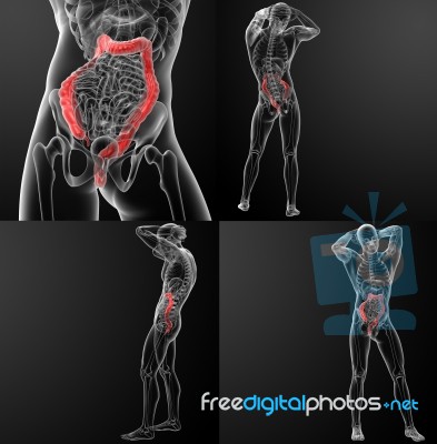 3d Rendering Human Digestive System Large Intestine Stock Image