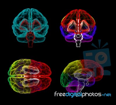 3d Rendering  Human Of The  Brain Stock Image