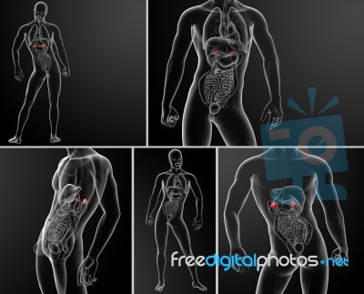 3d Rendering Illustration Of Adrenal Anatomy Stock Image