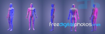 3d Rendering Illustration Of Human Collection Stock Image