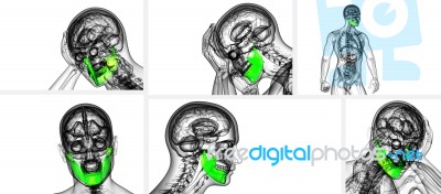 3d Rendering Illustration Of Jaw Bone Stock Image