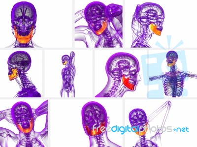 3d Rendering Illustration Of Jaw Bone Stock Image