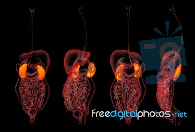 3d Rendering Illustration Of Kidneys Stock Image