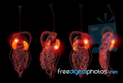 3d Rendering Illustration Of Kidneys Pain Collection Stock Image
