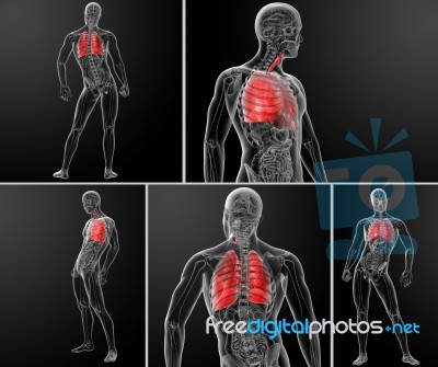 3d Rendering Illustration Of  Lung Stock Image