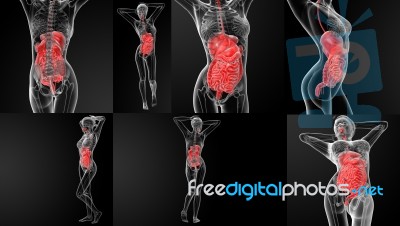 3d Rendering Illustration Of The Digestive System Stock Image