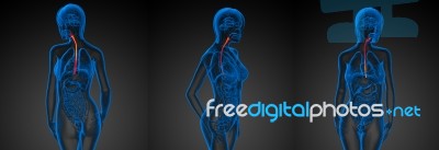 3d Rendering Illustration Of The Esophagus Stock Image